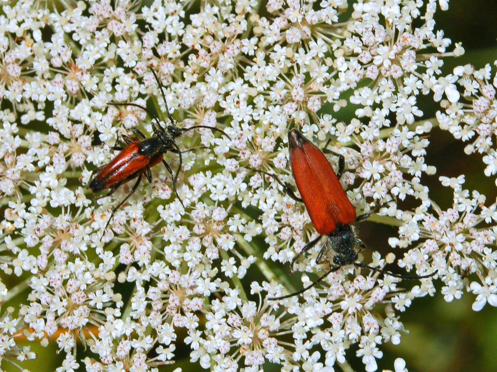 Un cerambicide rosso e nero